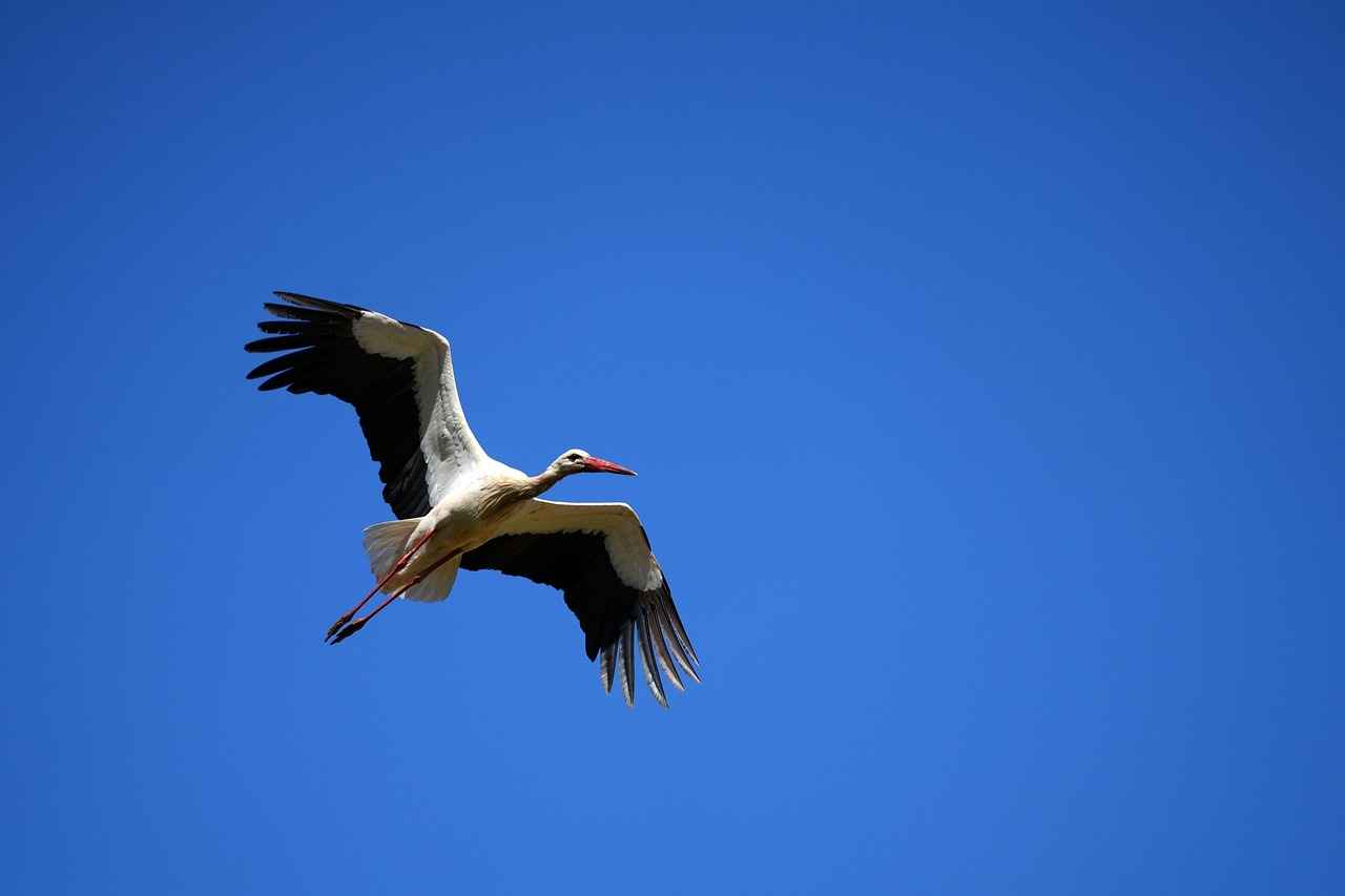 Boşanma davası açıldıktan sonra eşim mallarını başkasına devrederse ne olur?