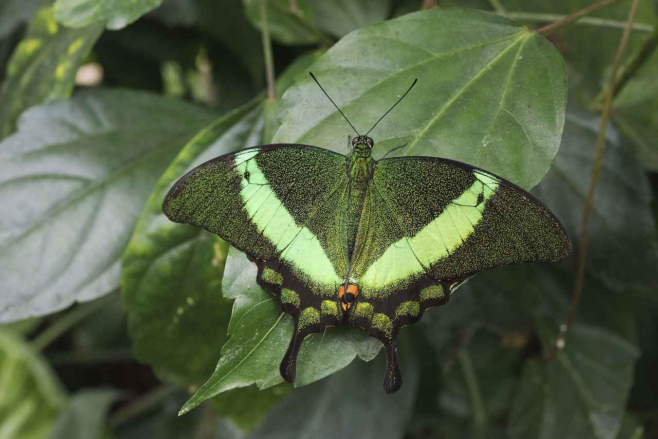 Boşanma davası sırasında ortak evi kullanabilir miyim?