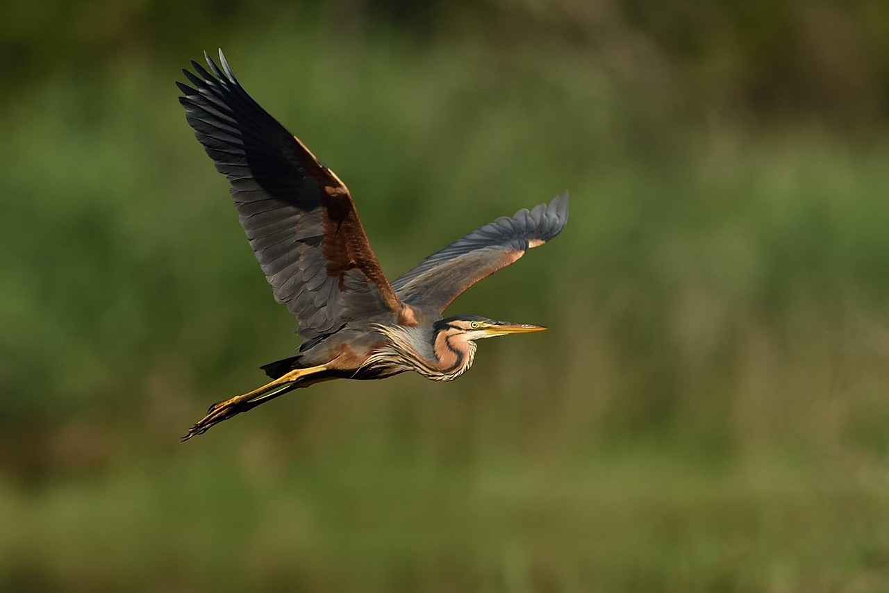 Boşanma davasında tanıkların etkisi nedir?
