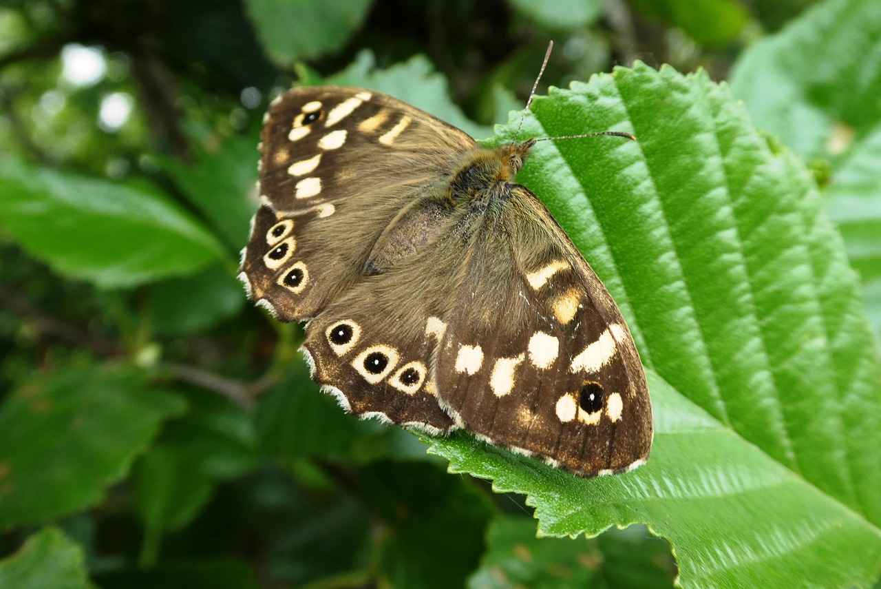 Boşanmadan önce nafaka talep edebilir miyim?