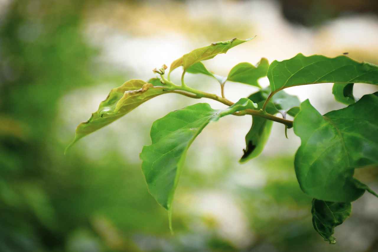 Eşlerden biri yurt dışında yaşıyorsa mal paylaşımı nasıl olur?