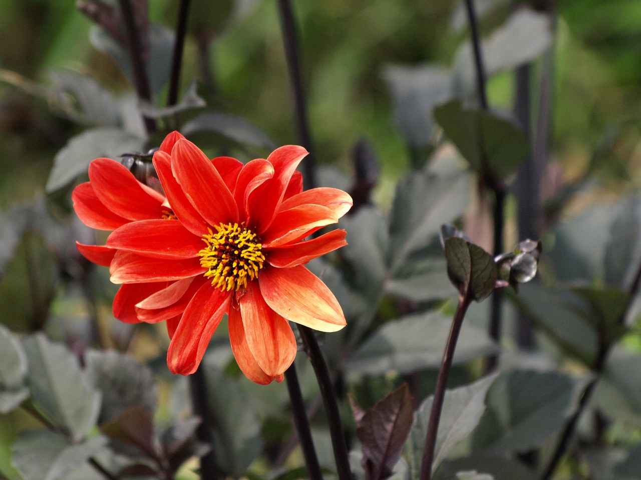 Türk Medeni Kanunu'nda Akıl Hastalığı