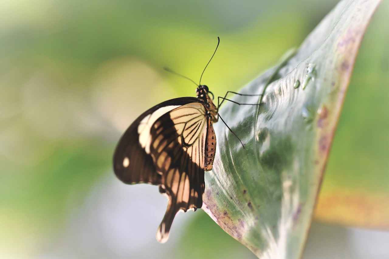 Boşanma Sürecinde Ayrı Yaşamanın Yasal Durumu
