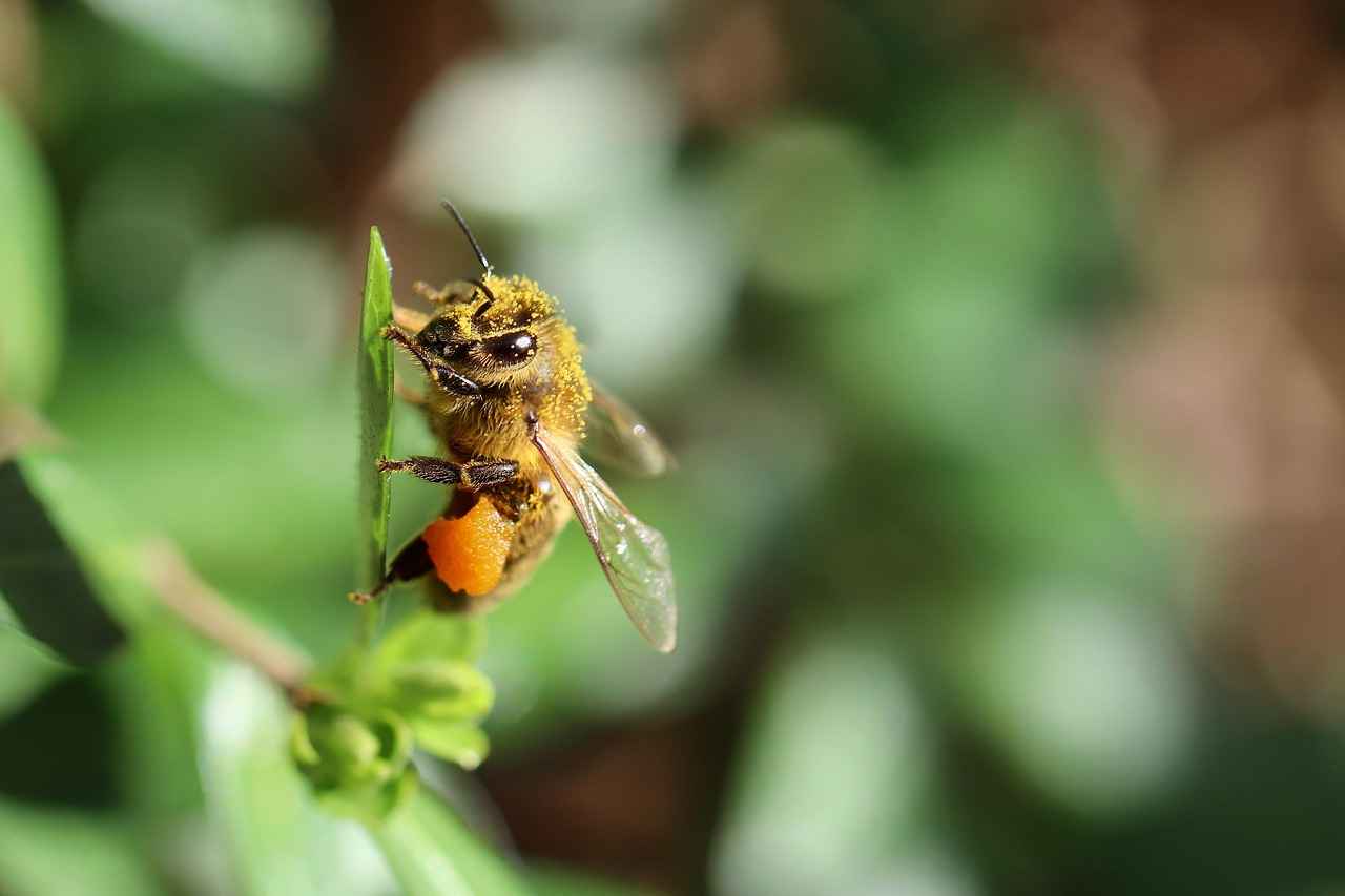 Bilirkişi Nedir?
