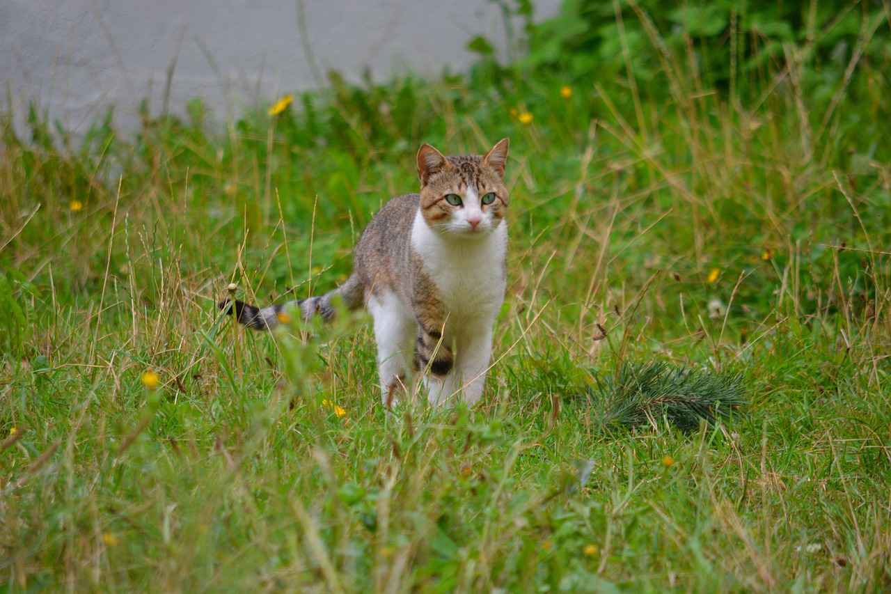 Mirasın Paylaşımı Nasıl Yapılır?
