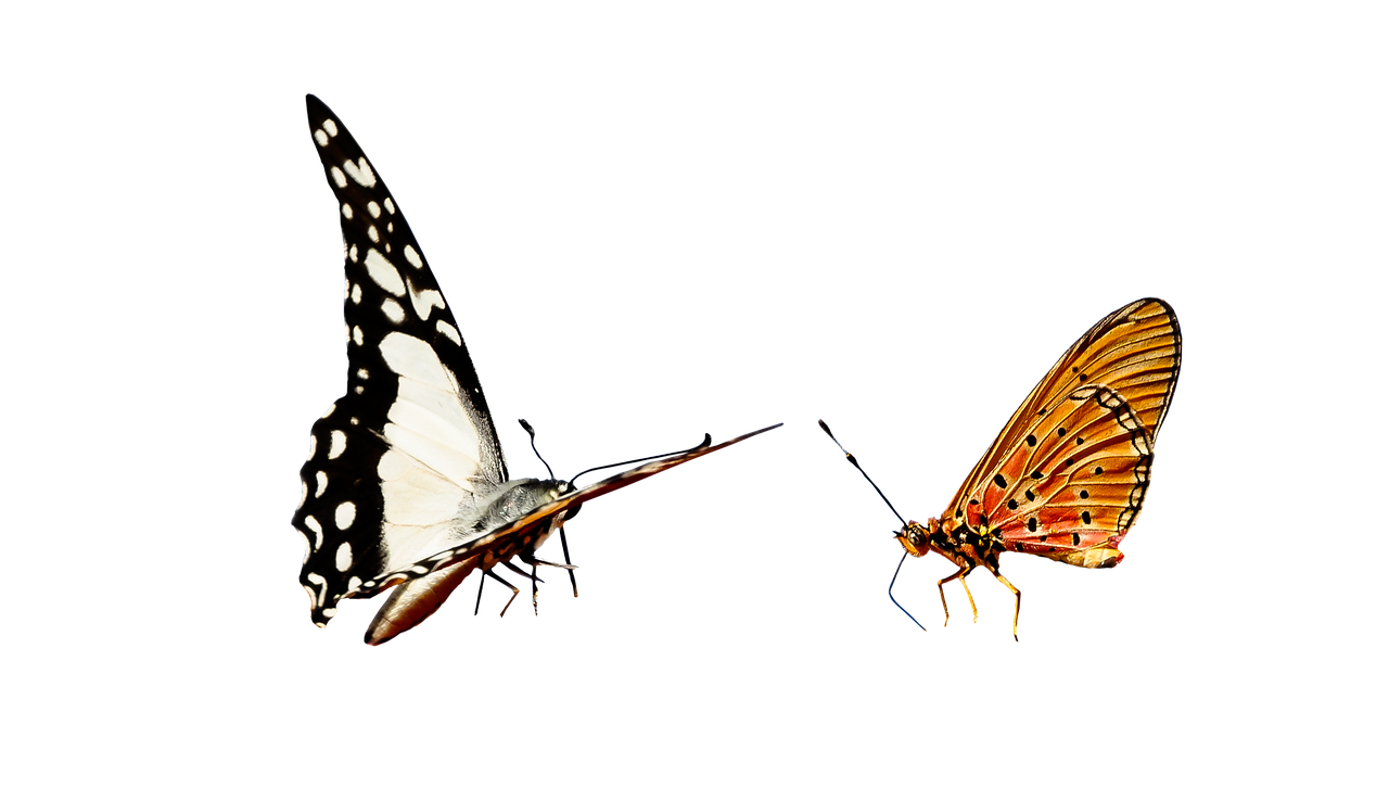 Boşanma ve Borçlar: Temel Kavramlar