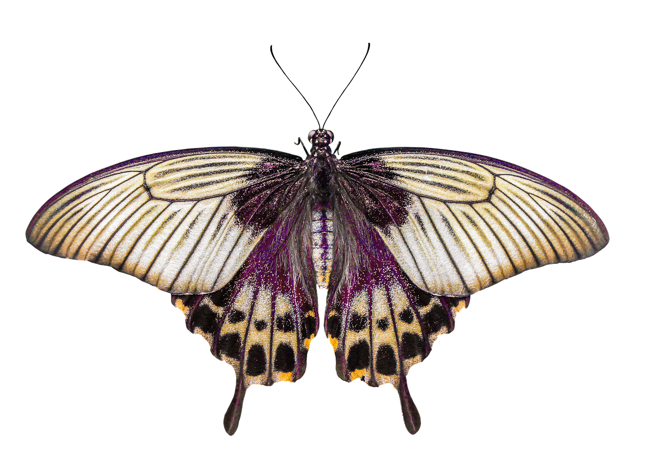 Evlilik İptali Nedir?