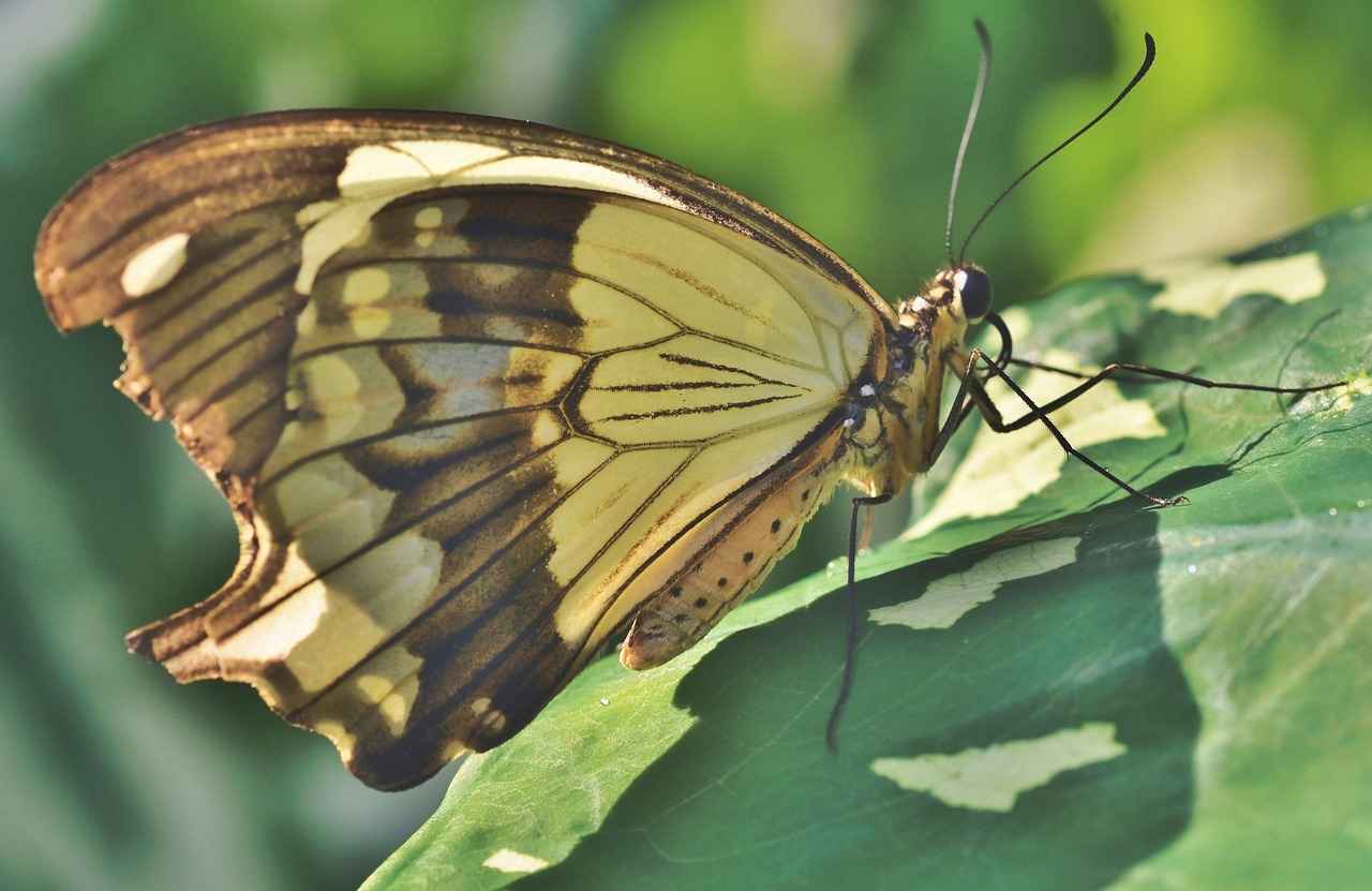 Çekişmeli Boşanma Davası Devam Ederken Eşlerden Biri Vazgeçerse Ne Olur? Çekişmeli Boşanma Davası Devam Ederken Eşlerden Biri Vazgeçerse Ne Olur?