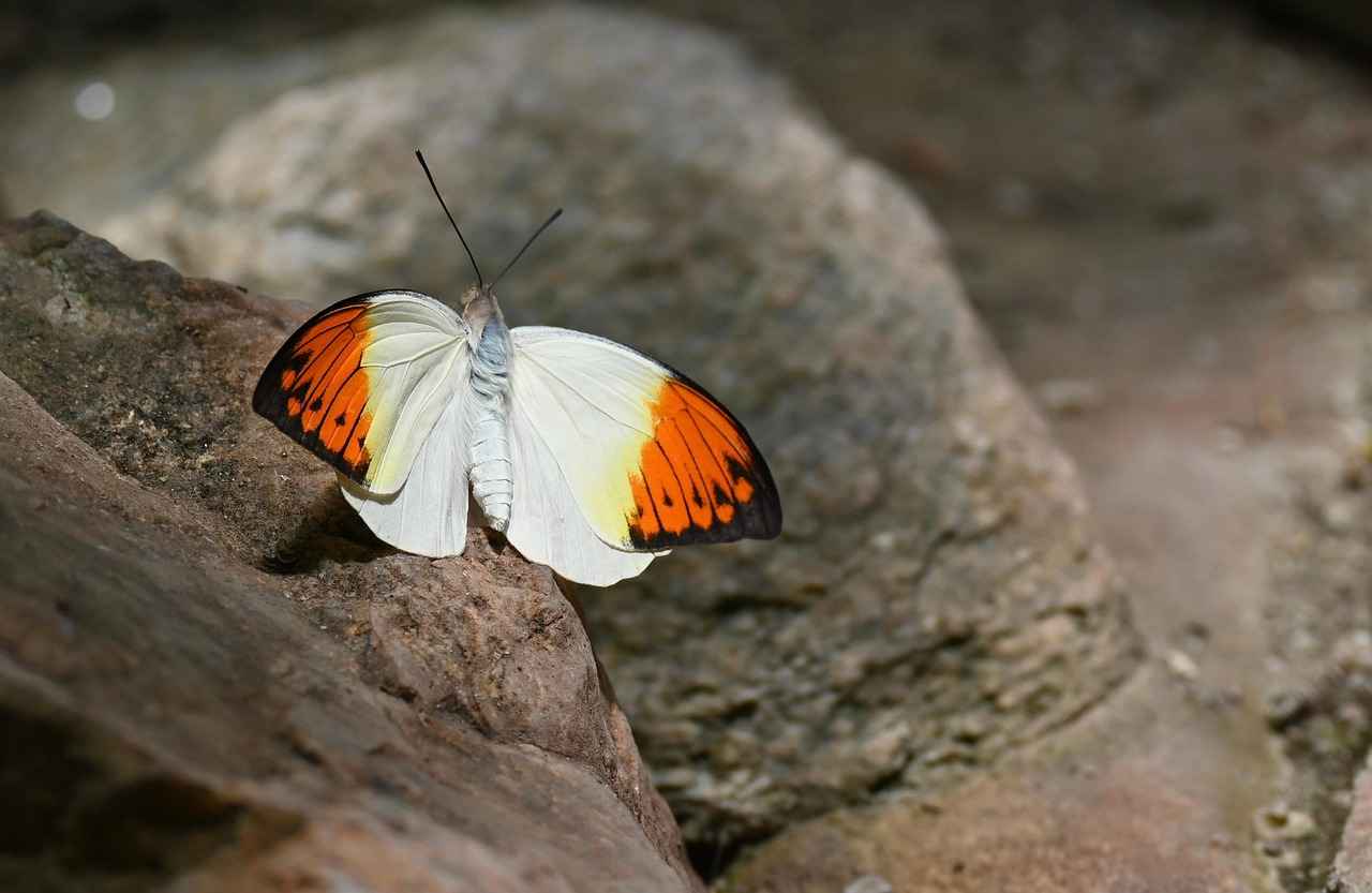 Eşim boşanmak istemezse dava nasıl ilerler? Eşim boşanmak istemezse dava nasıl ilerler?