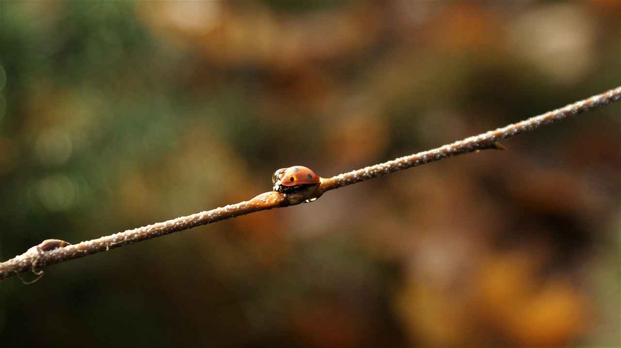 Boşanma Davası Nedir?