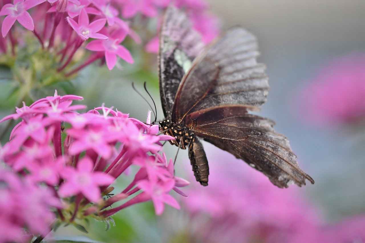 Evlilik iptali davası devam ederken taraflardan biri ölürse süreç nasıl devam eder? Evlilik iptali davası devam ederken taraflardan biri ölürse süreç nasıl devam eder?
