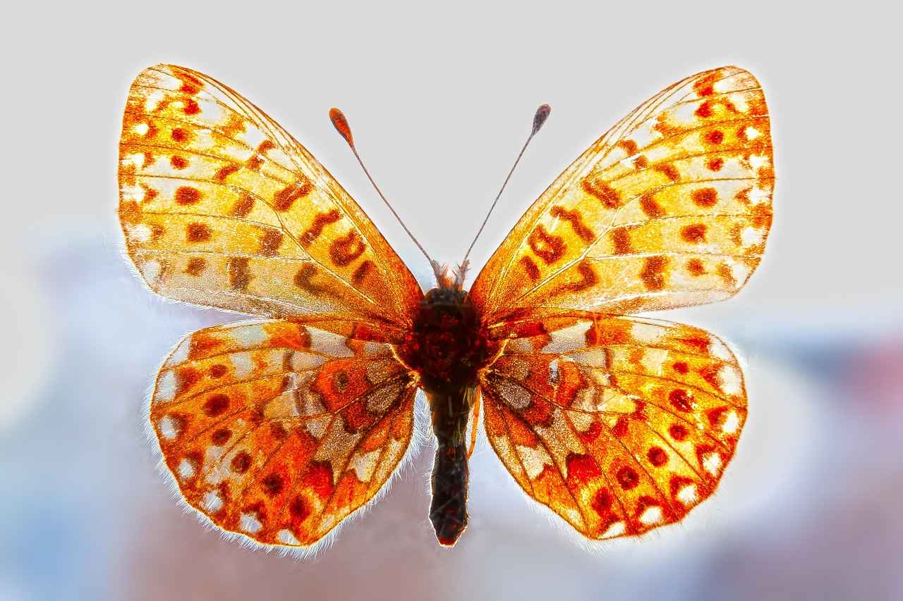 Yalan Beyanın Hukuki Sonuçları