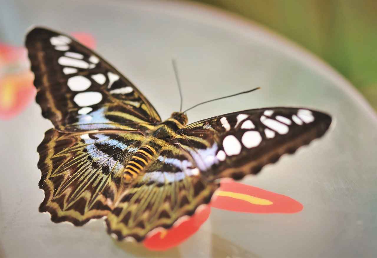 Evlilik iptali durumunda taraflardan biri tazminat alabilir mi? Evlilik iptali durumunda taraflardan biri tazminat alabilir mi?