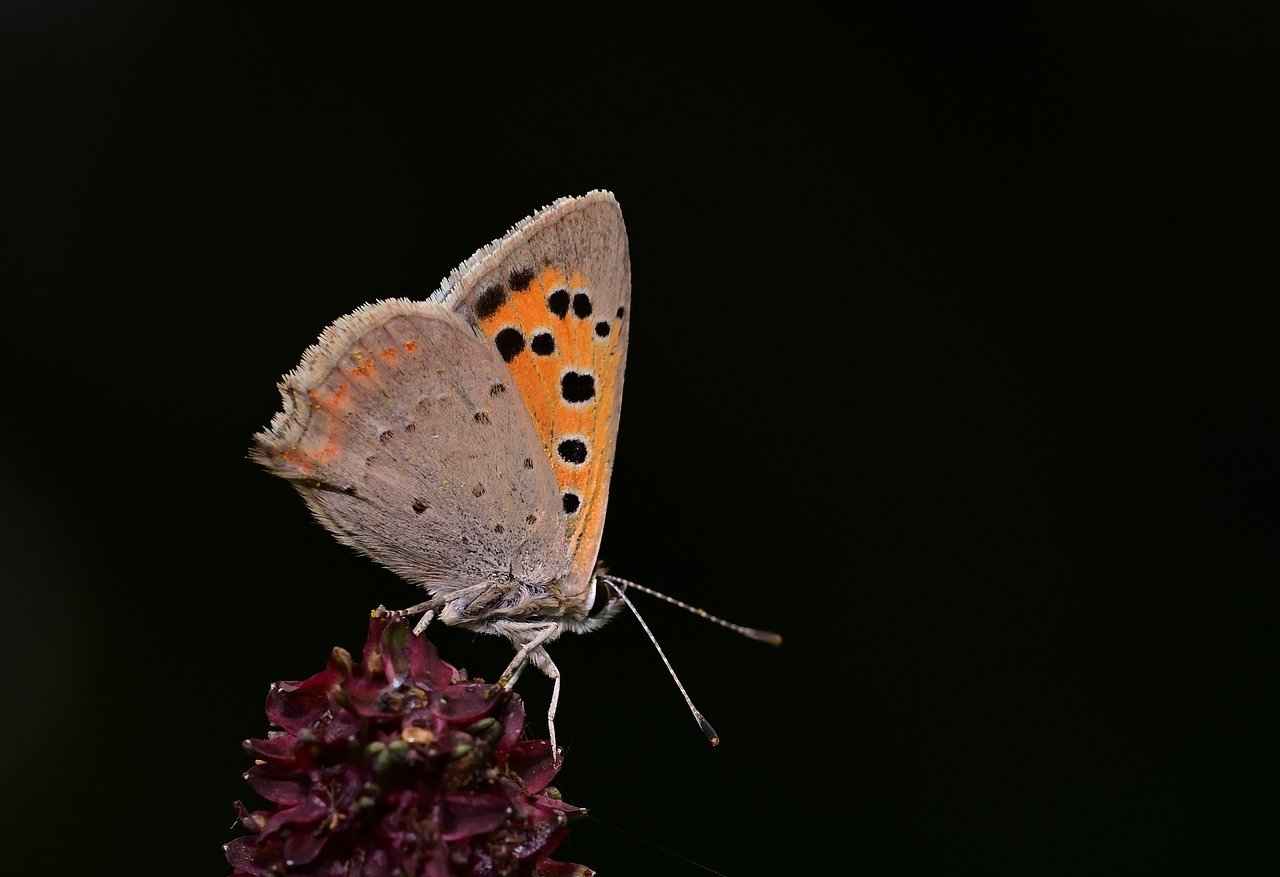 Evlilik İptali Süreci