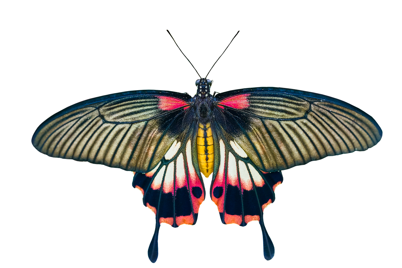 Evlilik iptali kararına itiraz edilebilir mi? 3 İtirazın Sonuçları