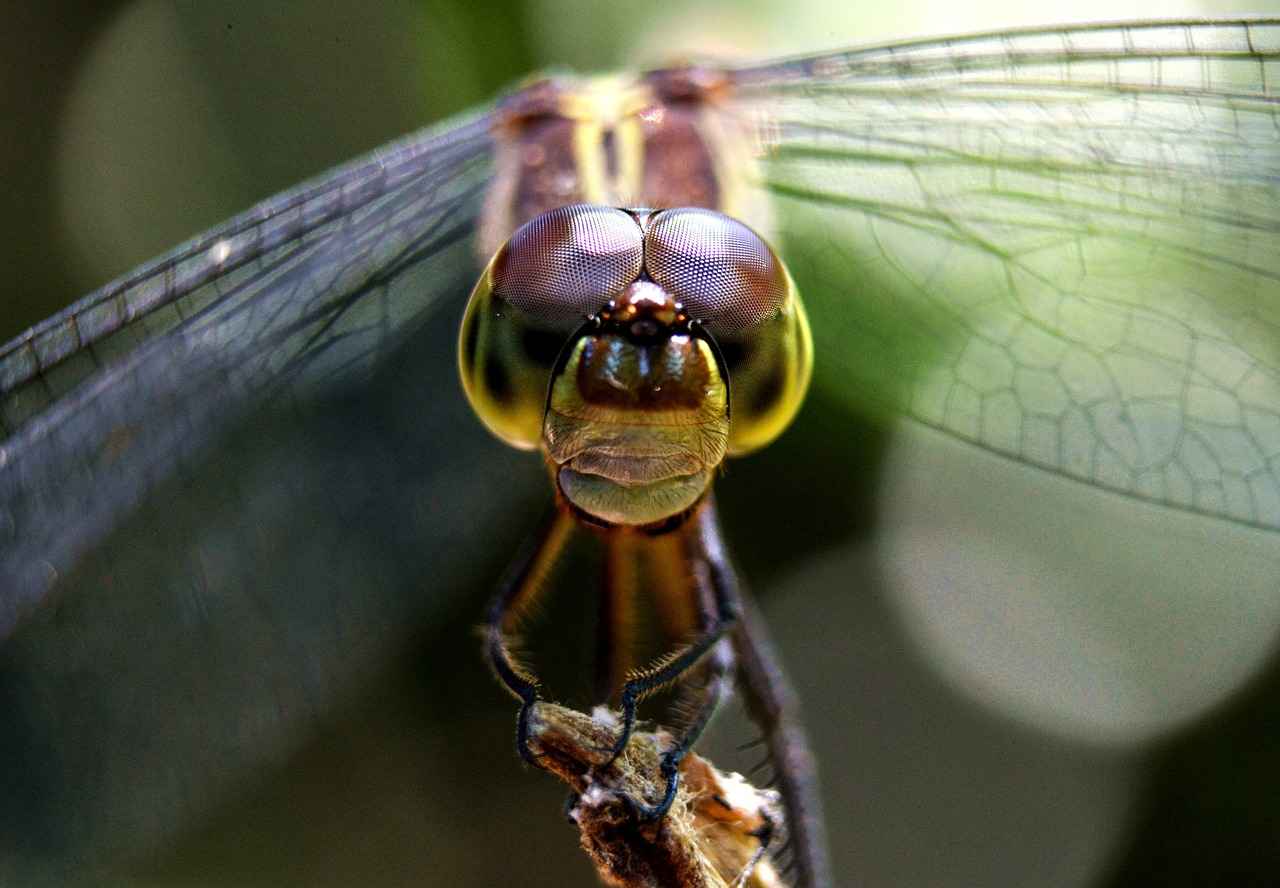 Geçmişe dönük nafaka talep edebilir miyim? Geçmişe dönük nafaka talep edebilir miyim?
