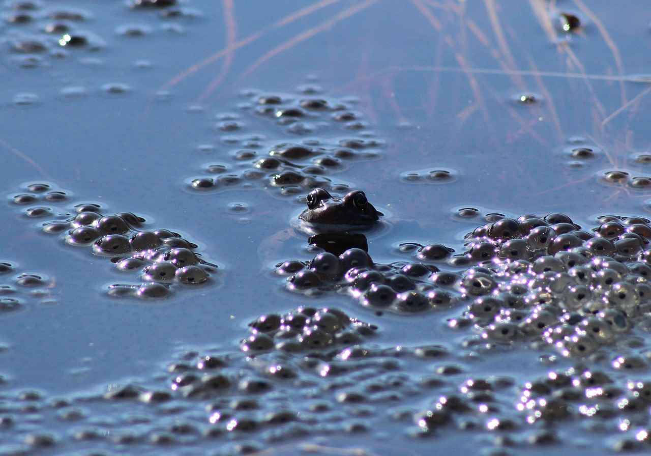 Hakaret Suçunda Savunma Hakkı