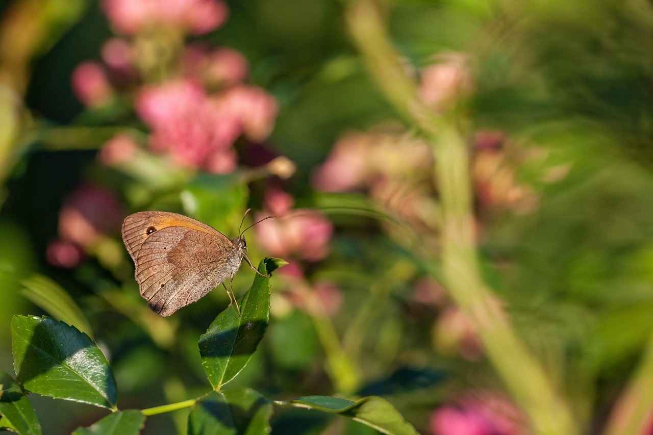 Nafaka Başvurusu İçin Gereken Belgeler