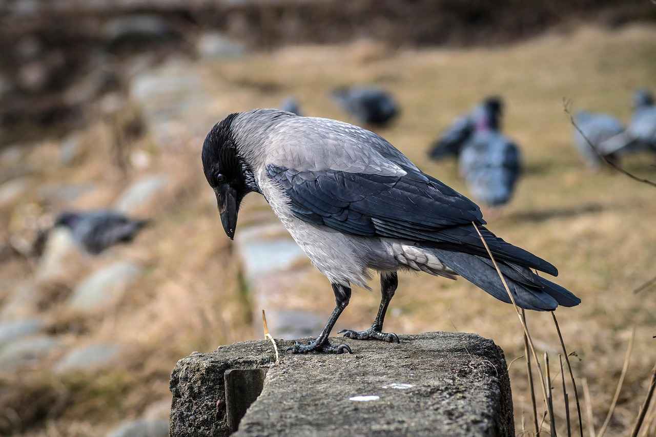 Nafaka davaları için avukat tutmak zorunlu mu? Nafaka davaları için avukat tutmak zorunlu mu?