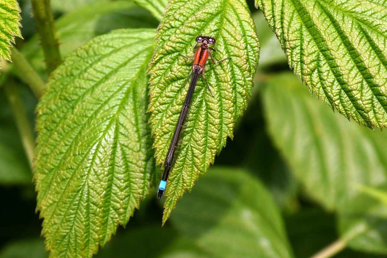 Nafaka Davasında Avukat Tutmanın Avantajları