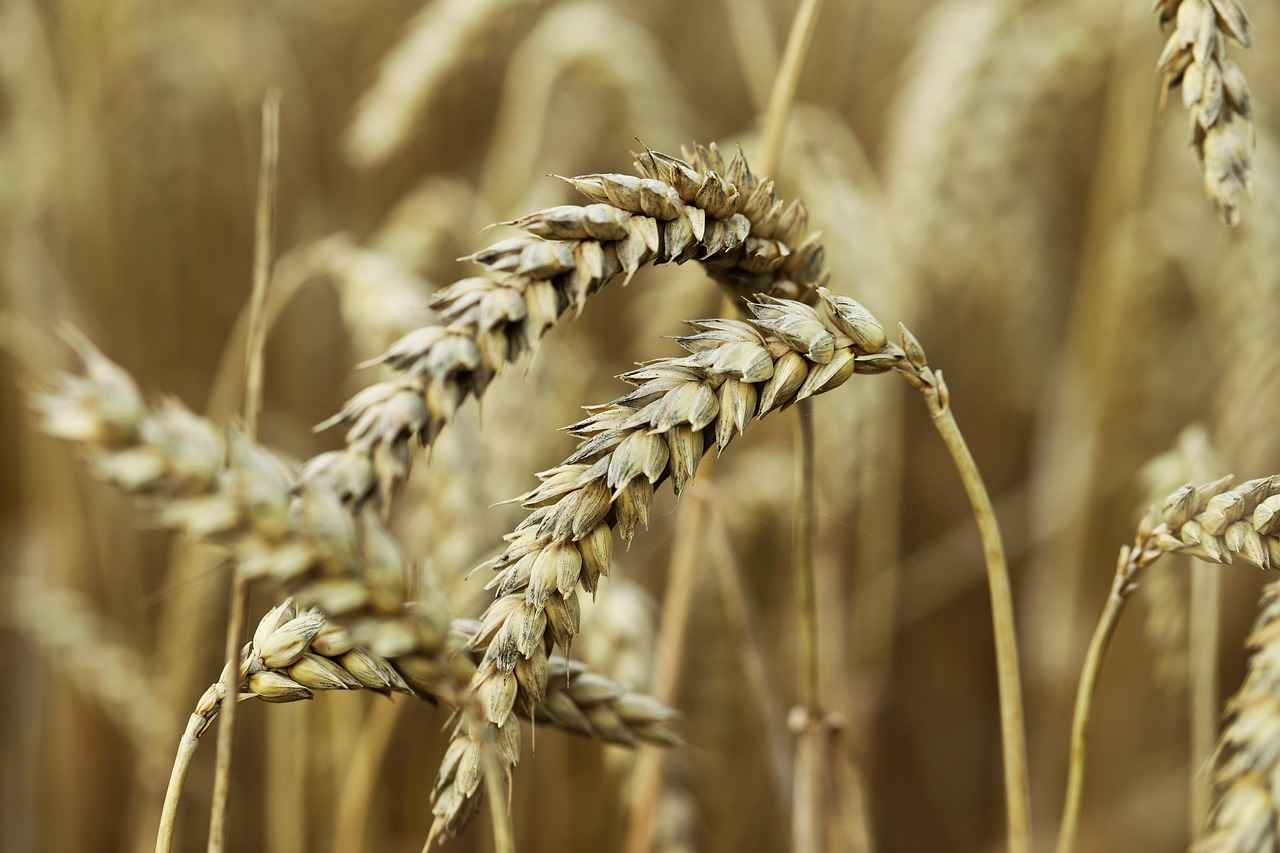 Nafaka Davasında Ekonomik Durum Araştırması