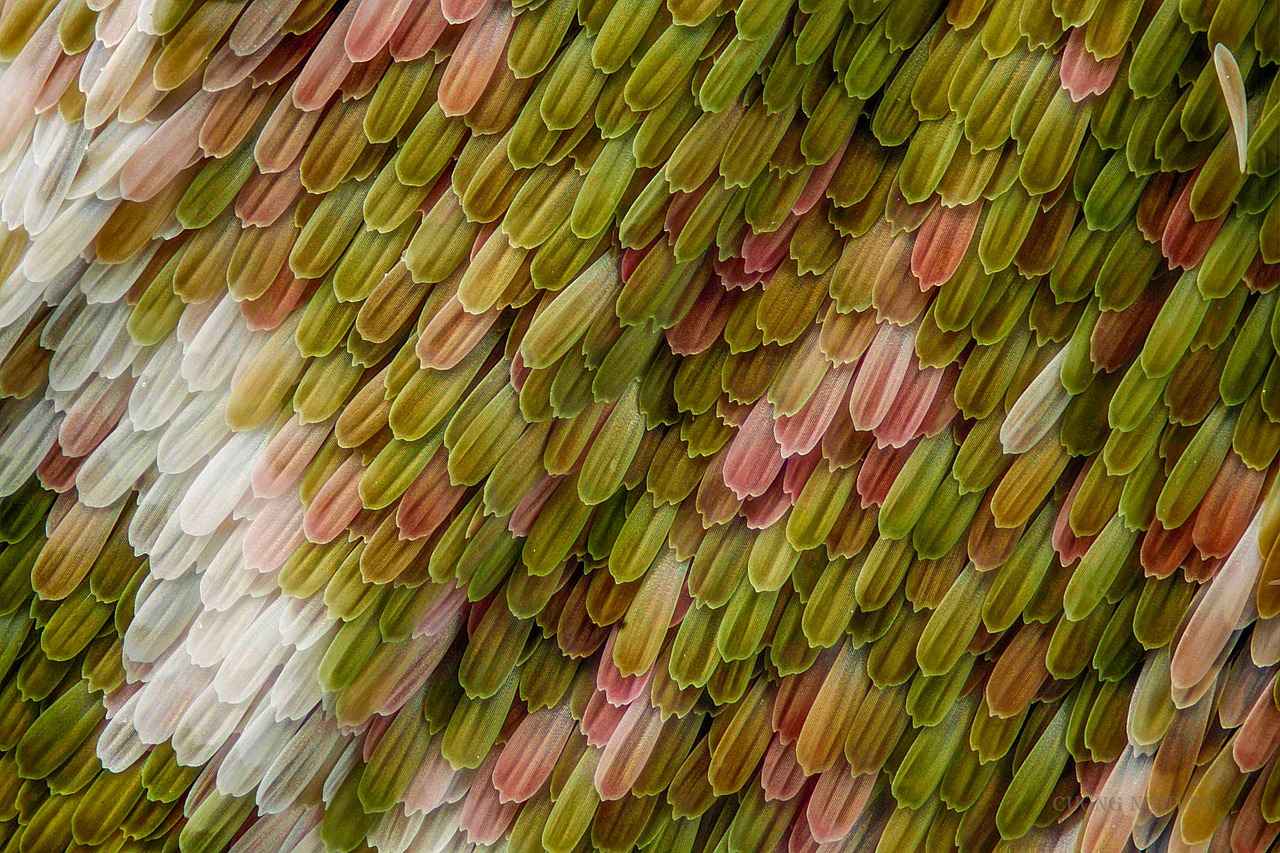 Anlaşmalı Nafaka Belirleme Süreci