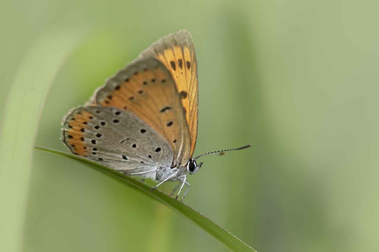 Nafaka ödemesi için icra takibi başlatılabilir mi? Nafaka ödemesi için icra takibi başlatılabilir mi?