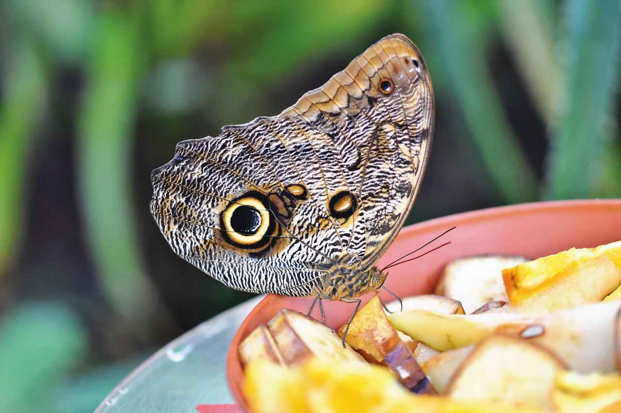 Nafaka İçin İcra Takibi Başlatma Yöntemleri