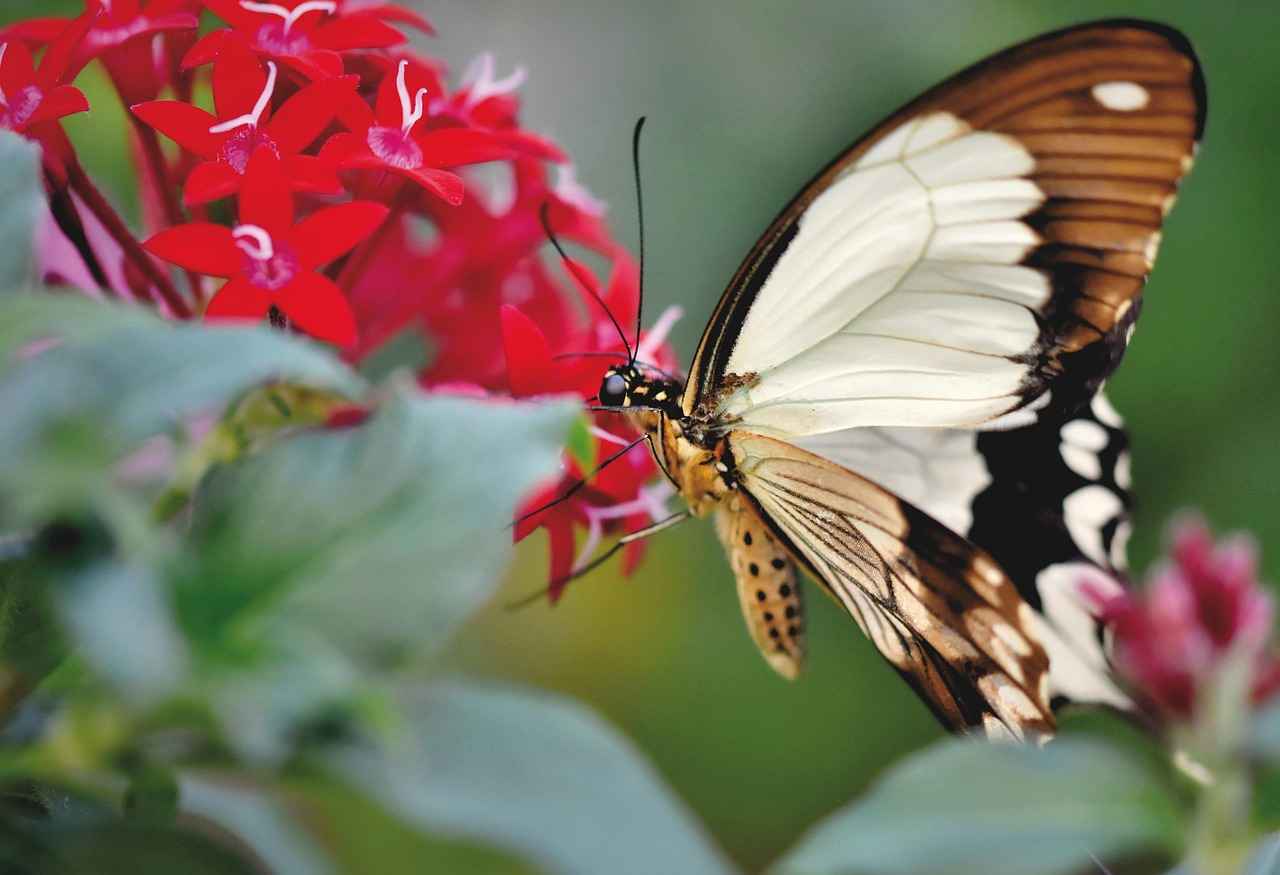 Nafaka Borcunun Tespiti Nasıl Yapılır?