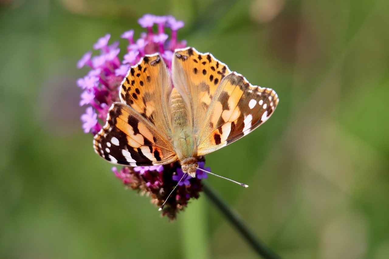 Nafaka Ödememek İçin Hangi Mağduriyetler Göz Önünde Bulundurulur?