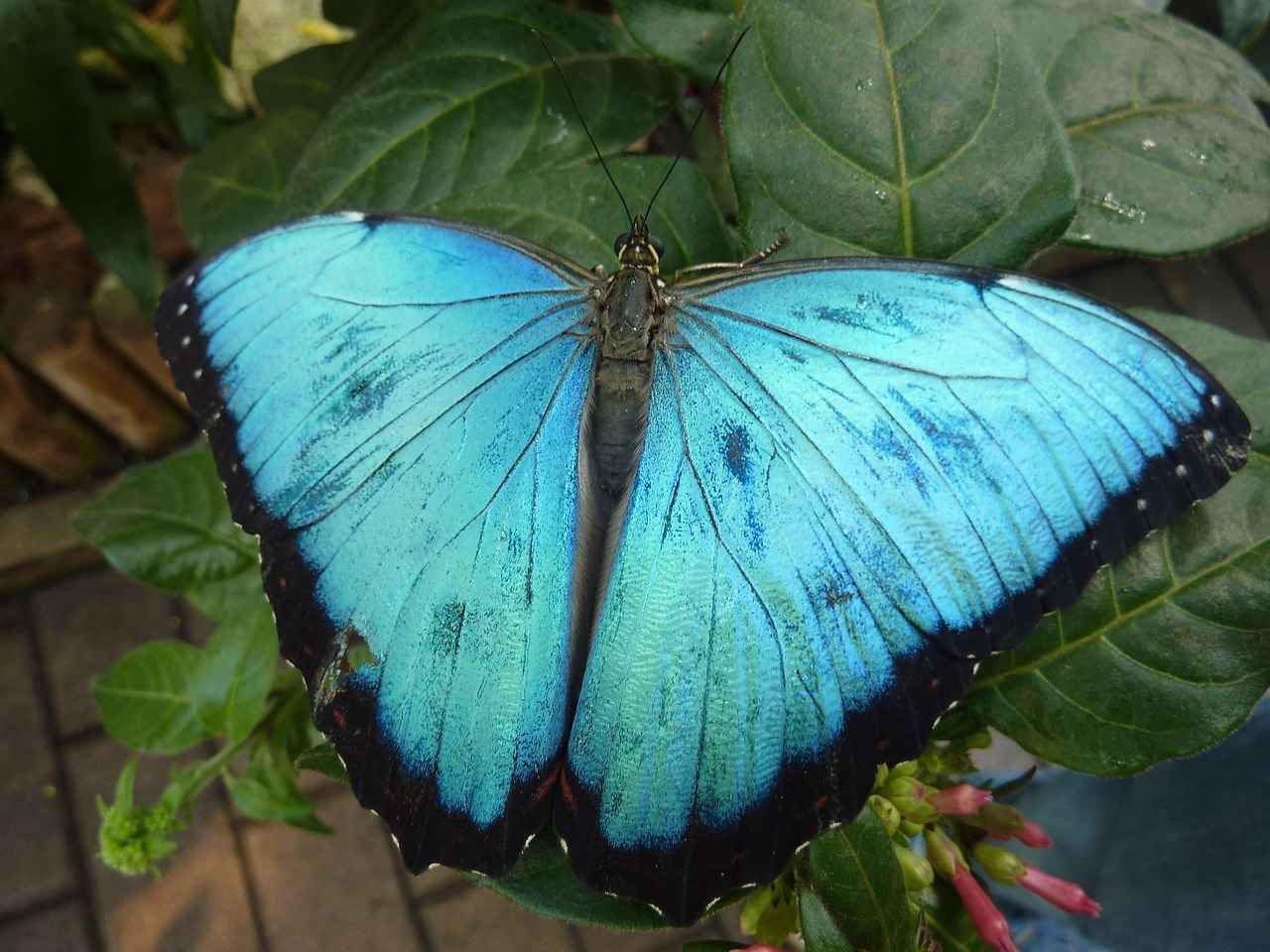 Nafaka ödeyen kişi iflas ederse ne olur? Nafaka ödeyen kişi iflas ederse ne olur?