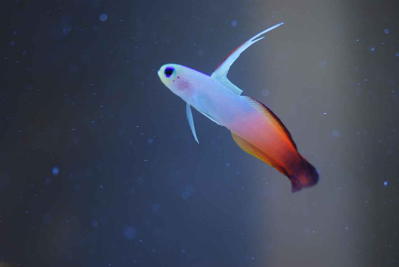 Türkiye'de Psikolojik Şiddet ve Hukuk