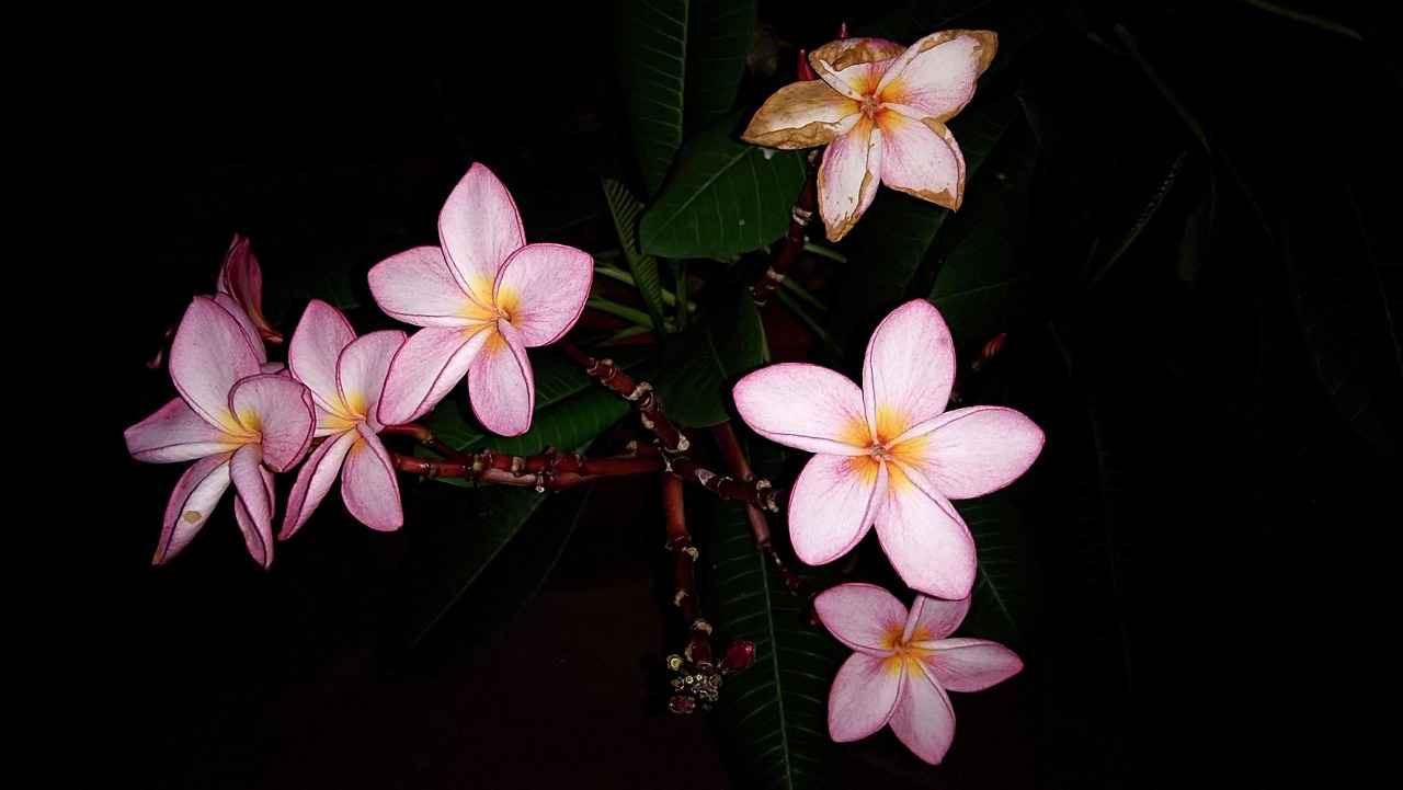 Taksirle Yaralama Suçunun Mağduru Hakları